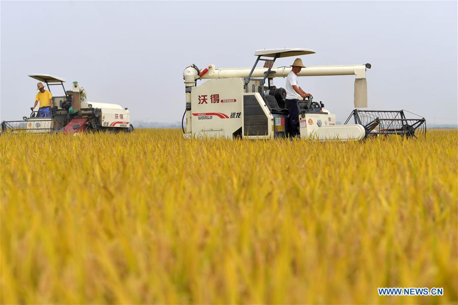 CHINA-JIANGXI-NANCHANG-HARVEST (CN)