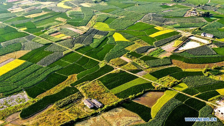 CHINA-GUANGXI-GONGCHENG-FIELDS-SCENERY (CN)