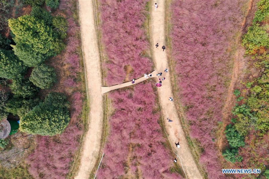 CHINA-JIANGXI-NANCHANG-PINK GRASS-TOURISM (CN)