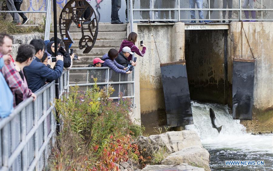 CANADA-ONTARIO-PORT HOPE-SALMON MIGRATION