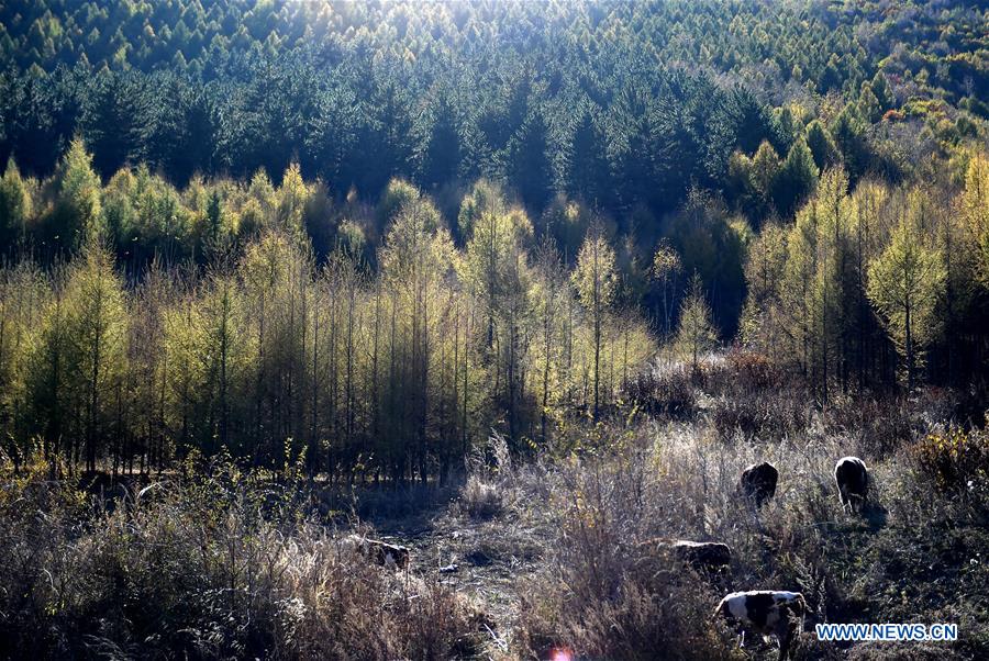 CHINA-INNER MONGOLIA-CHIFENG-SCENERY (CN)