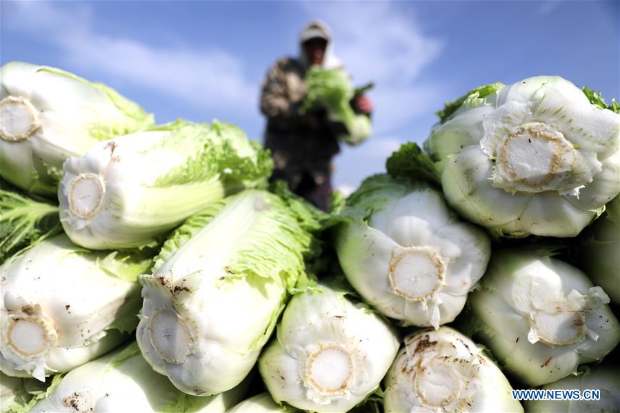 CHINA-LIAONING-ANSHAN-HARVEST (CN)