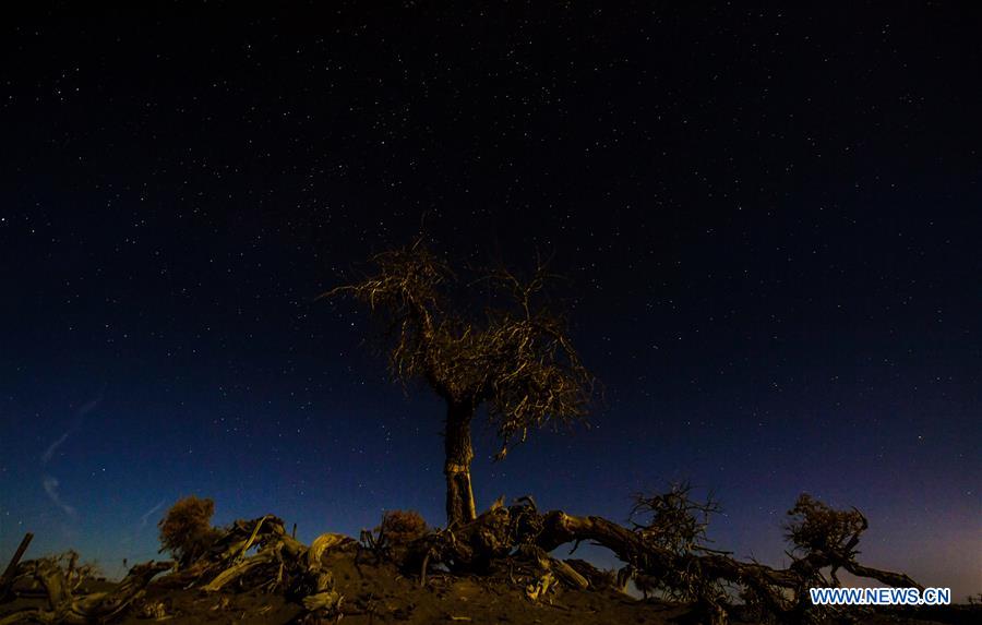 CHINA-INNER MONGOLIA-DESERT POPLAR TREES-SCENERY (CN)