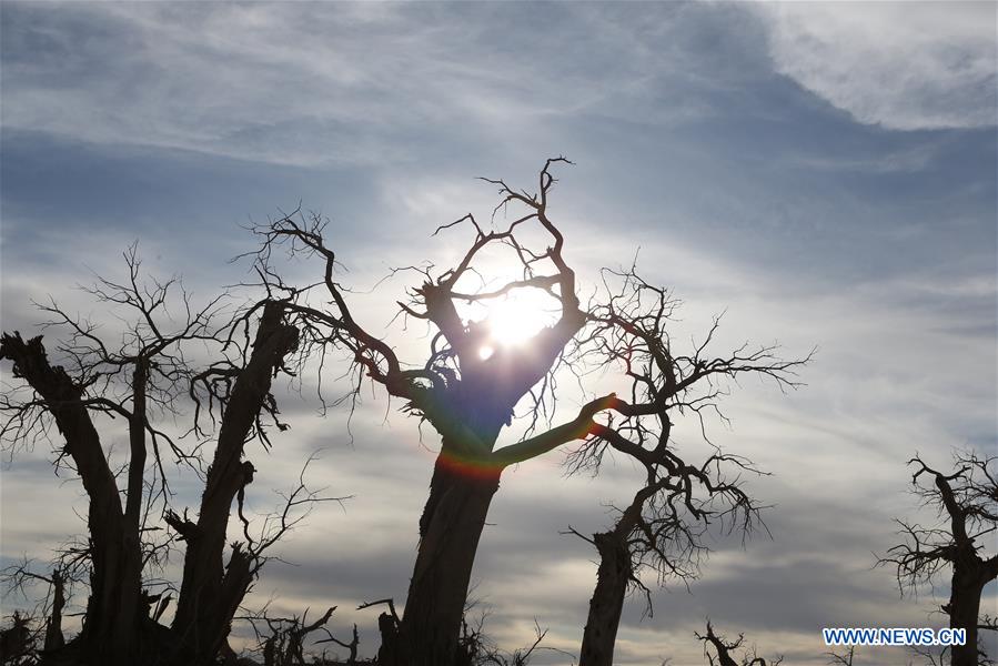 CHINA-INNER MONGOLIA-DESERT POPLAR TREES-SCENERY (CN)