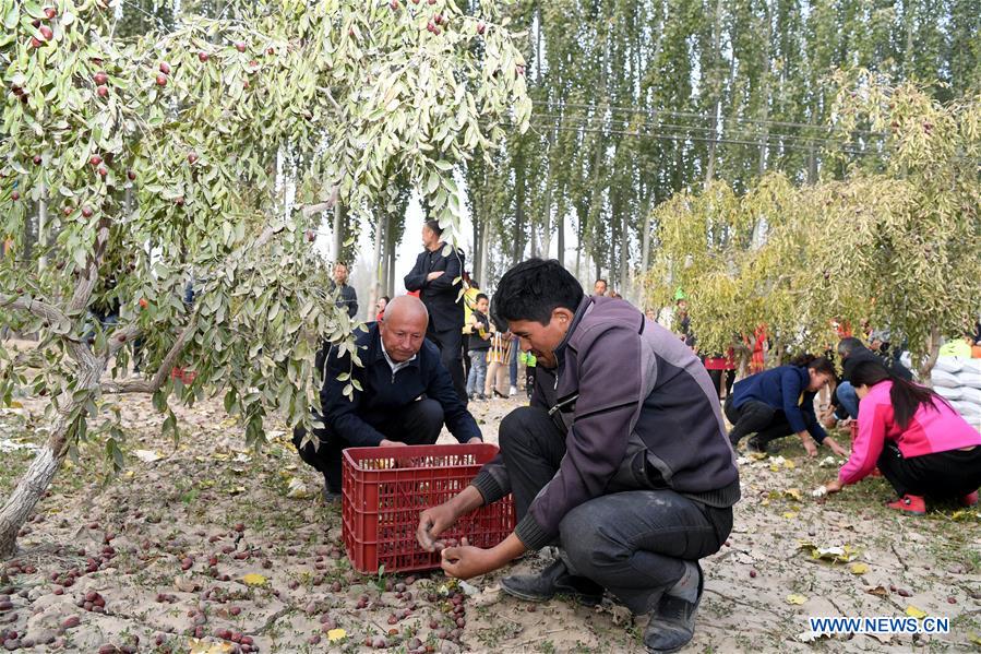 CHINA-XINJIANG-RED DATE-HARVEST (CN)