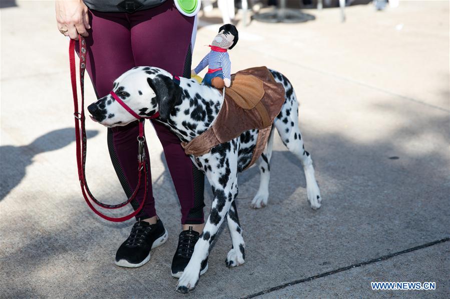 U.S.-DALLAS-DOG FESTIVAL