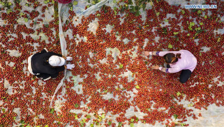 CHINA-HEBEI-HAWTHORN FRUITS-HARVEST (CN)