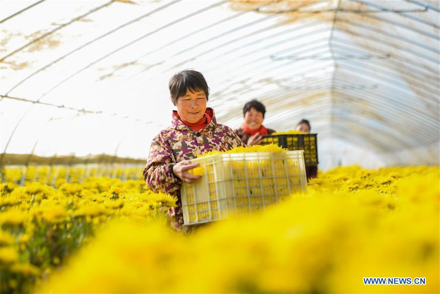 CHINA-HEBEI-CHRYSANTHEMUM-HARVEST (CN)