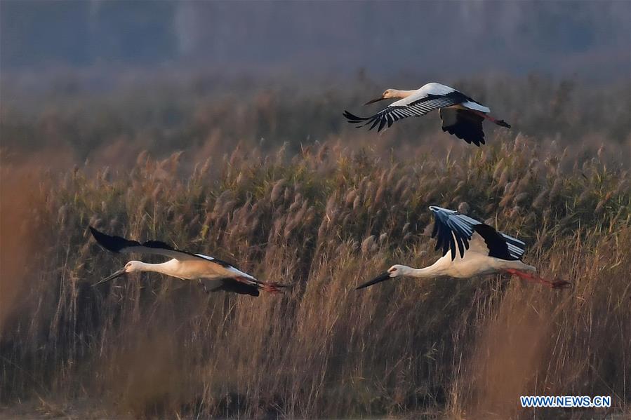 CHINA-HEBEI-WETLAND-ORIENTAL WHITE STORK (CN)