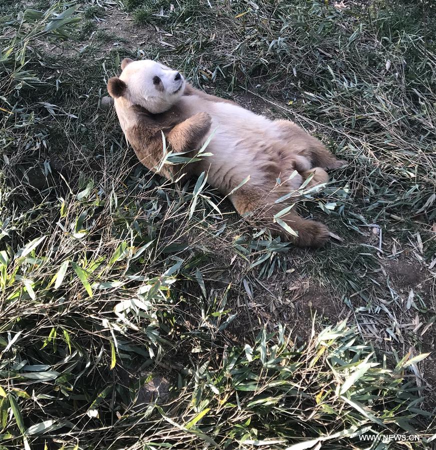 CHINA-SHAANXI-CAPTIVE BROWN GIANT PANDA-ADOPTION (CN)