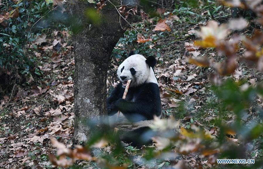 CHINA-SICHUAN-YA'AN-PANDA-RETURN (CN)