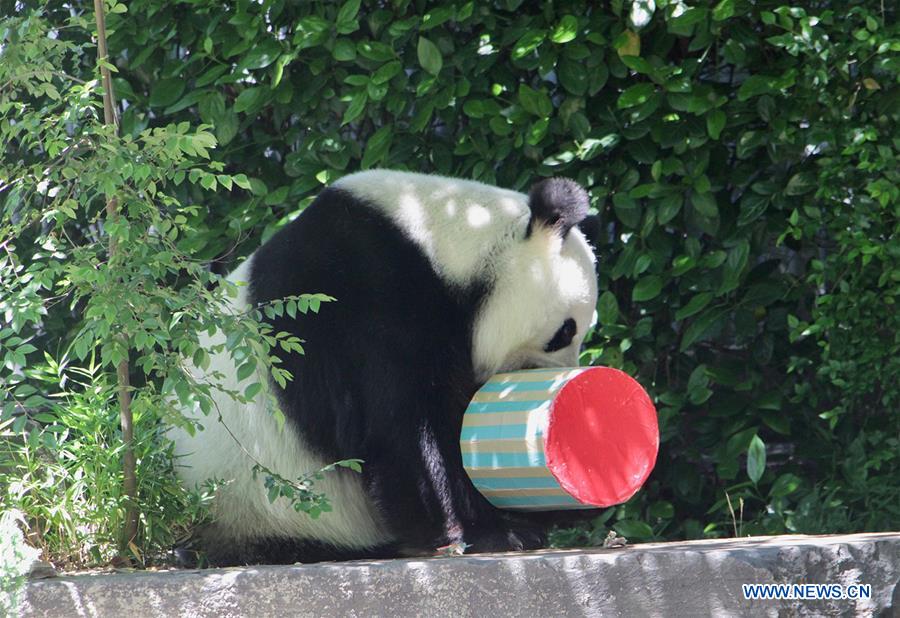 AUSTRALIA-ADELAIDE-CHINESE GIANT PANDA