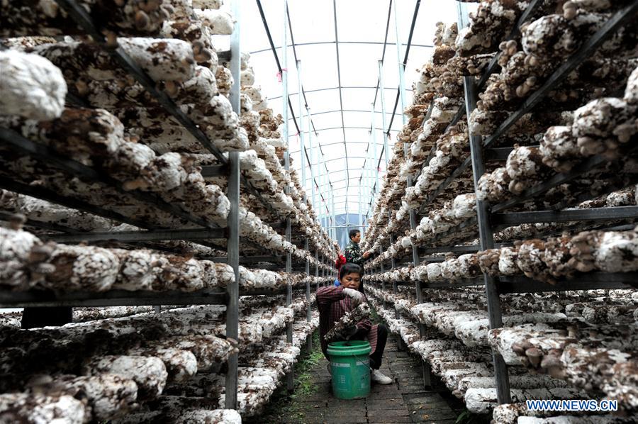 CHINA-GUANGXI-LIPU-MUSHROOM-POVERTY ALLEVIATION (CN)