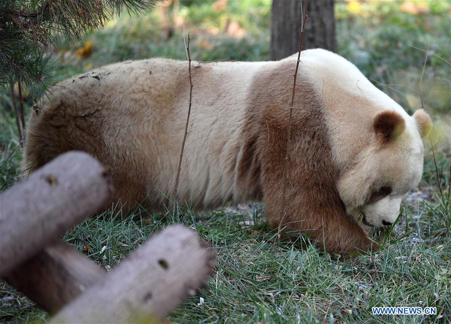 CHINA-SHAANXI-XI'AN-CAPTIVE BROWN AND WHITE GIANT PANDA