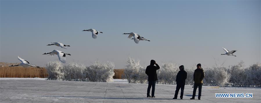 CHINA-QIQIHAR-RED-CROWNED CRANES (CN)