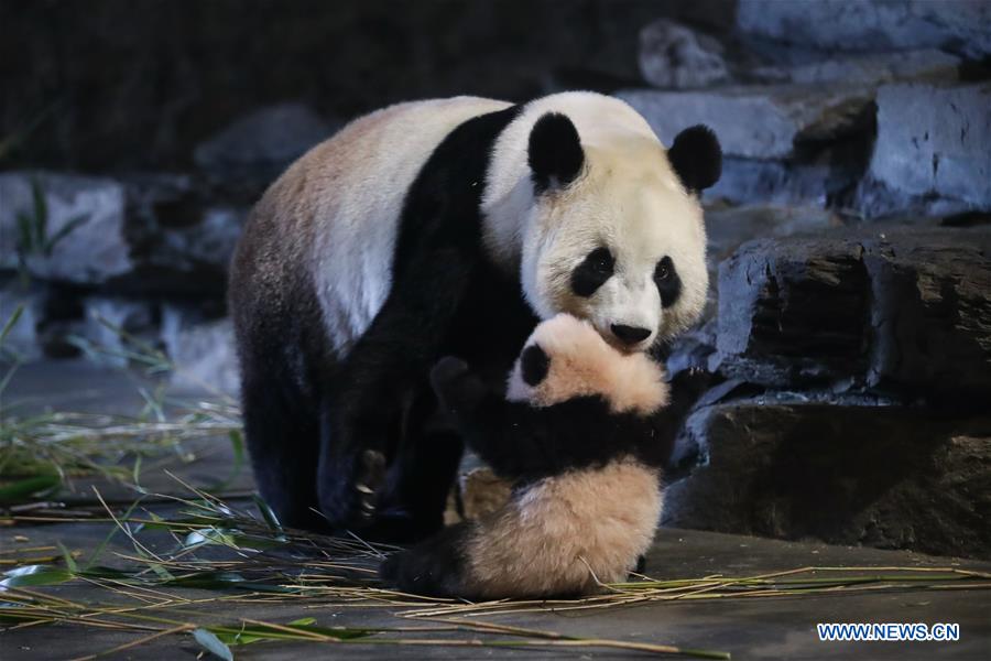 BELGIUM-BRUGELETTE-GIANT PANDA