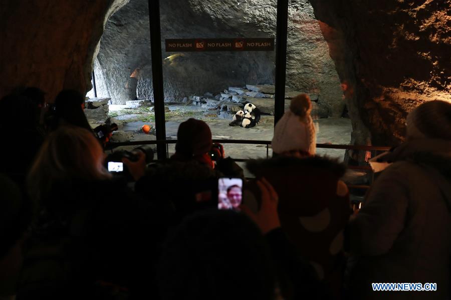 BELGIUM-BRUGELETTE-GIANT PANDA