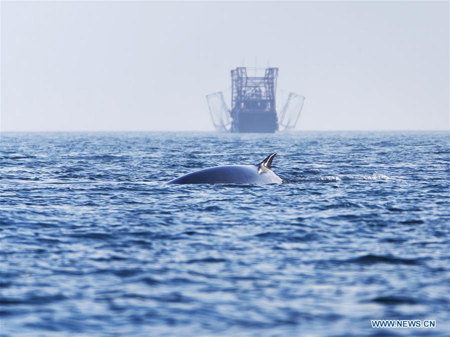 CHINA-GUANGXI-BEIBU GULF-BRYDE'S WHALES (CN)