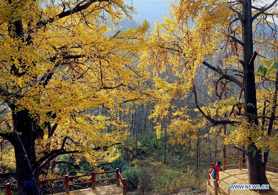 CHINA-HENAN-VILLAGE-AUTUMN SCENERY (CN)