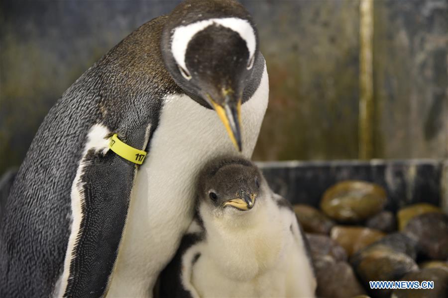 CHINA-HARBIN-POLARLAND-PENGUIN (CN)