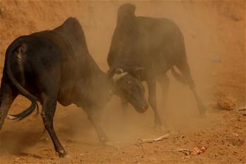 Bulls fight during Maghe Sankranti Festival in Nepal