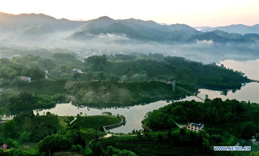 CHINA-ANHUI-LU'AN-TEA GARDEN-SCENERY (CN)