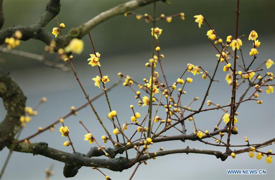 #CHINA-WINTER-PLUM BLOSSOM (CN)