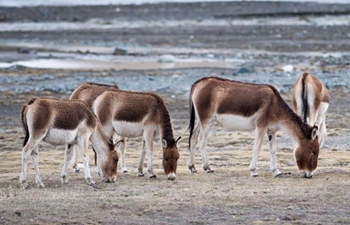 Scenery of Sanjiangyuan in China's Qinghai