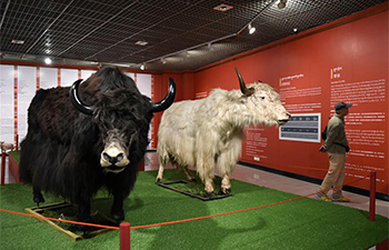 Exhibition on Tibetan yaks held in Guangzhou