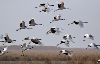 Red-crowned cranes seen in Yancheng, E China's Jiangsu