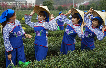 Dance drama featuring tea culture performed in tea garden in NW China