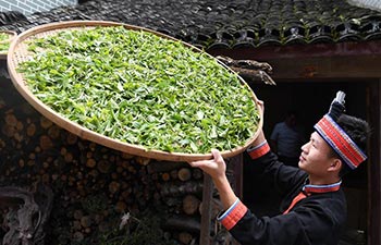 China's Guangxi greets tea harvest season