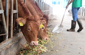 Du'an Yao Autonomous County develops cattle raising industry to boost farmers' income