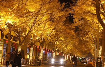 Beautiful scenery of gingko trees in China's Gansu