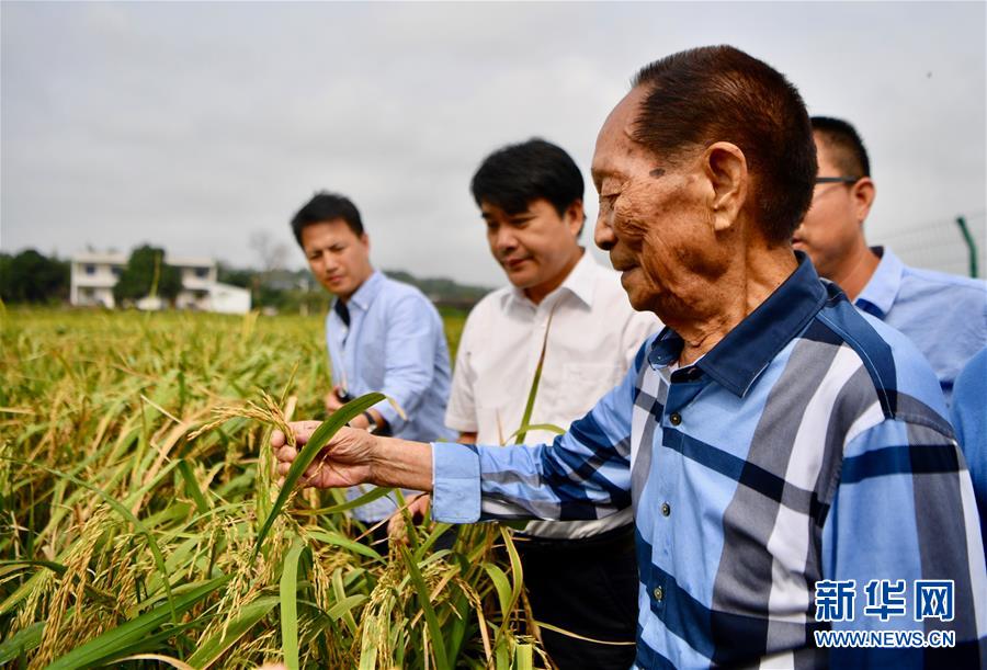 （新華視點(diǎn)·圖文互動(dòng)）（2）國(guó)家科技獎(jiǎng)3項(xiàng)授予“水稻科學(xué)家”，預(yù)示百姓飯碗將發(fā)生哪些革命？