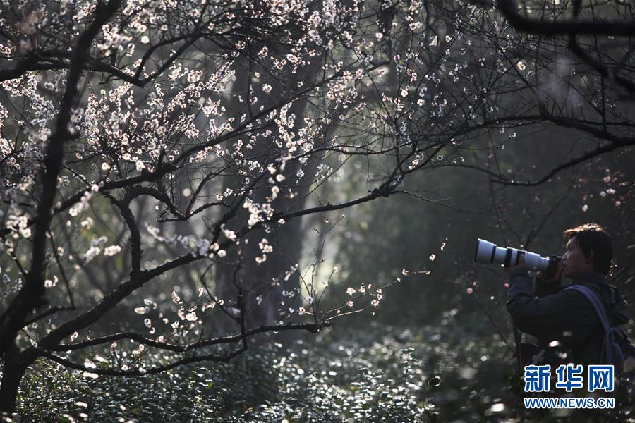 #（社會(huì)）（2）江蘇南京：梅花綻放引客來(lái)