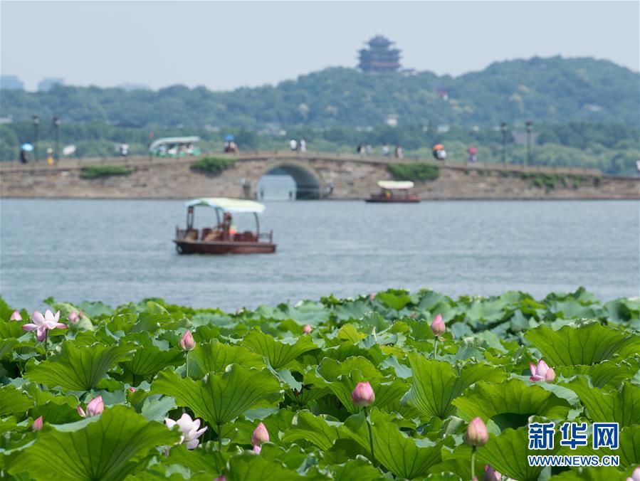 （環(huán)境）（3）西湖荷花盛開