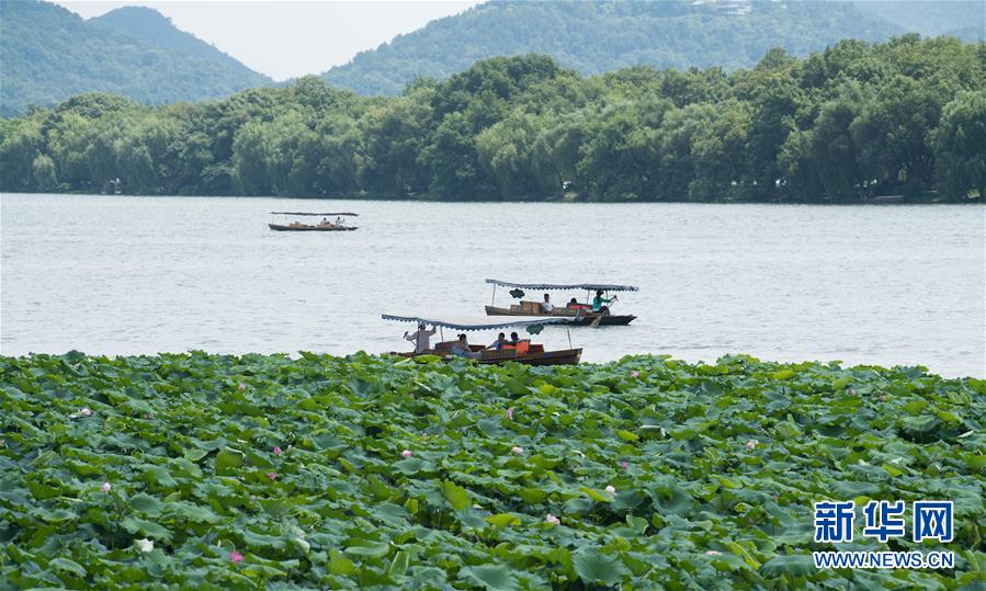 （環(huán)境）（4）西湖荷花盛開