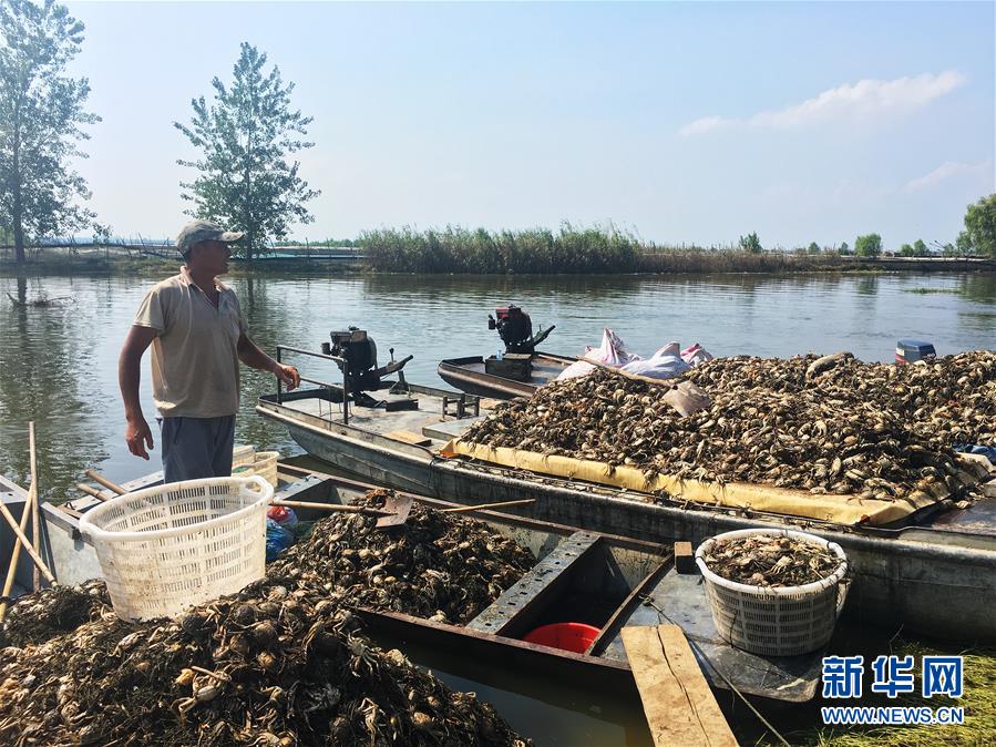 （新華視點(diǎn)·圖文互動(dòng)）（1）上游洪水來襲下游魚蟹死亡，泄洪為何變泄污？