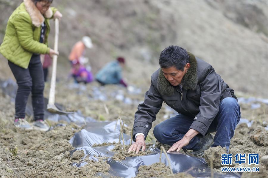 （新春走基層）（12）重慶黔江：土家三老漢 一臺“扶貧戲”