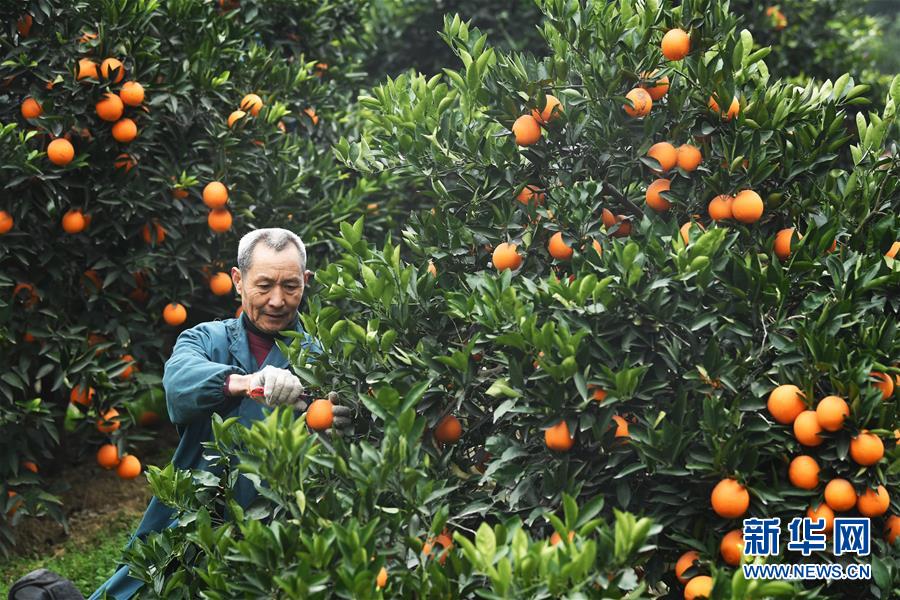 （新春走基層·圖文互動）（1）一個橙子的八年“蛻變史”