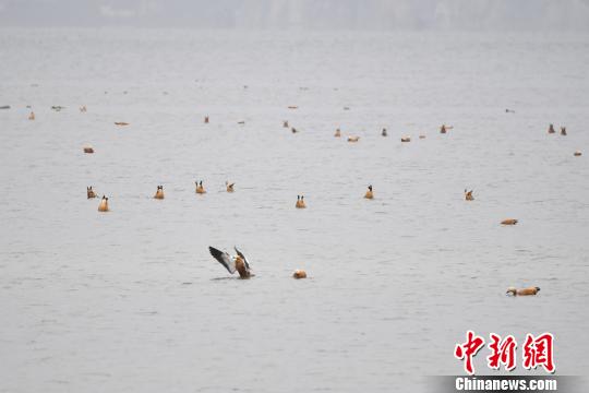 圖為在納帕海濕地棲息的候鳥?！⑷疥?攝