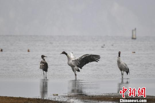 圖為在納帕海濕地棲息的黑頸鶴。　劉冉陽 攝