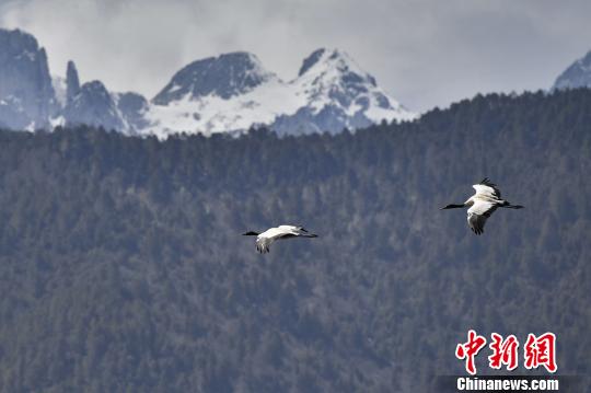 圖為在納帕海濕地上空飛翔的黑頸鶴?！⑷疥?攝