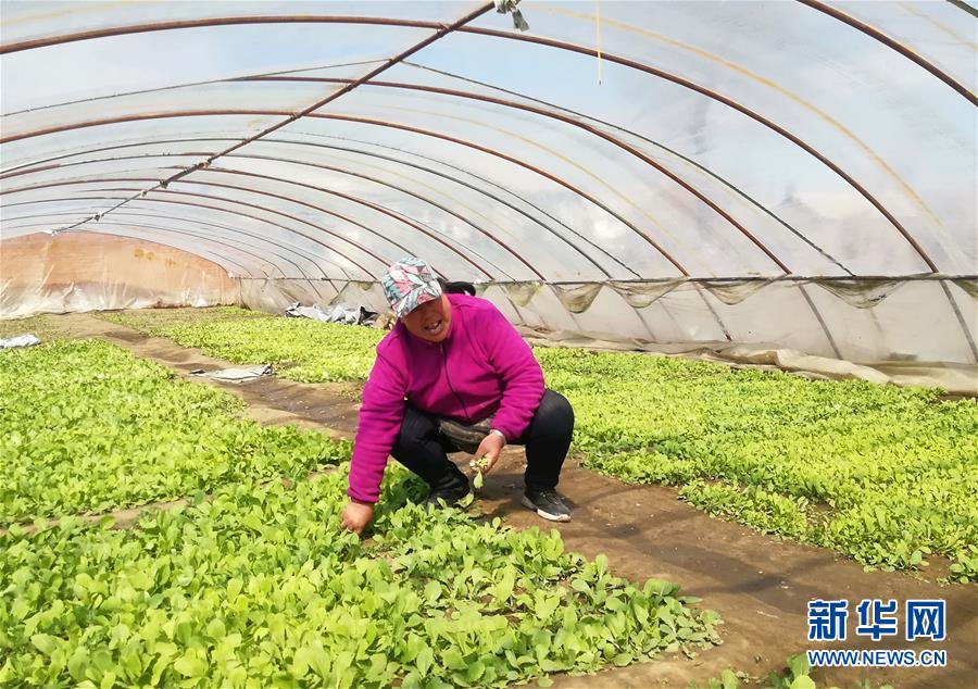 （在習(xí)近平新時代中國特色社會主義思想指引下——新時代新作為新篇章·圖文互動）（3）“黑三星村”緣何變成示范村？——東北一小村莊的脫貧振興路 