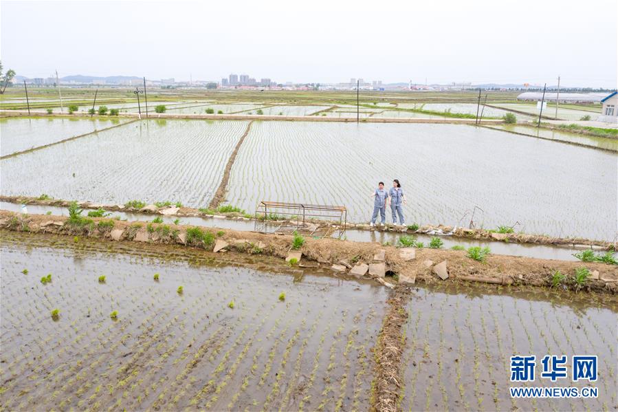 （在習(xí)近平新時(shí)代中國(guó)特色社會(huì)主義思想指引下——新時(shí)代新作為新篇章·圖文互動(dòng)）（1）大學(xué)生種田讓農(nóng)民“老把式”開(kāi)了眼——吉林長(zhǎng)白山下的稻田新事