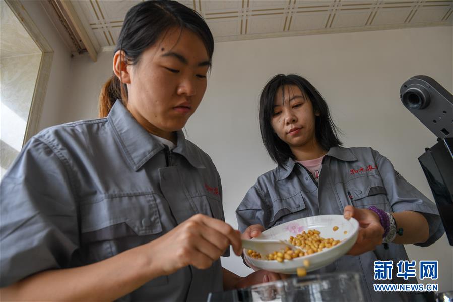 （在習(xí)近平新時(shí)代中國(guó)特色社會(huì)主義思想指引下——新時(shí)代新作為新篇章·圖文互動(dòng)）（3）大學(xué)生種田讓農(nóng)民“老把式”開(kāi)了眼——吉林長(zhǎng)白山下的稻田新事