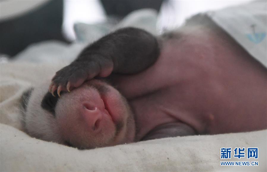 （圖文互動）（1）重慶動物園兩只大熊貓同日誕下雙胞胎