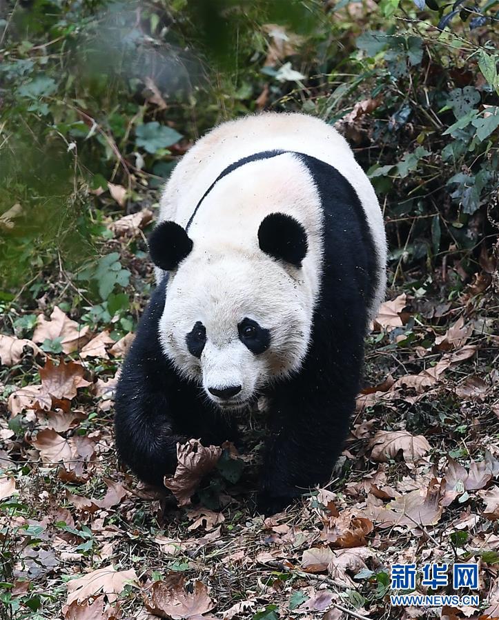 （社會(huì)）（1）旅美大熊貓“貝貝”回到四川