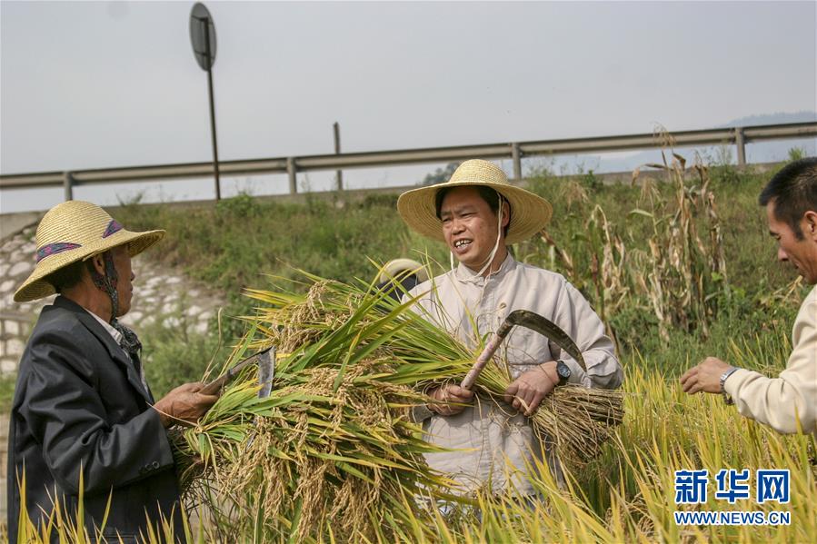 （新華全媒頭條·時(shí)代先鋒·圖文互動(dòng)）（2）“要把論文寫在大地上”——記“農(nóng)民院士”朱有勇